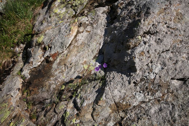 Datei:Innere Alm 26212 2010-07-21.jpg