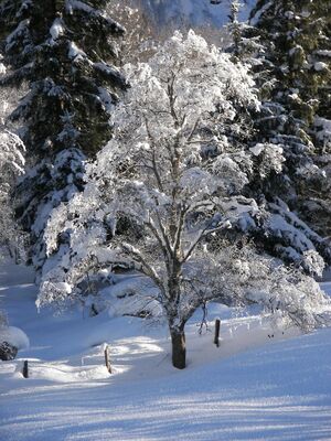 Untertal 5862 2006-01-16.jpg