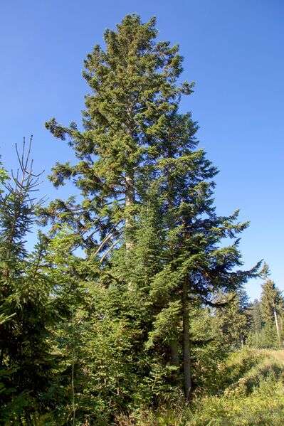 Datei:Weiss-Tanne Abies alba Altaussee.jpg