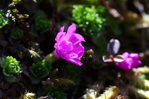 Zwerg-primel strickerkar 56041 2014-05-02.jpg