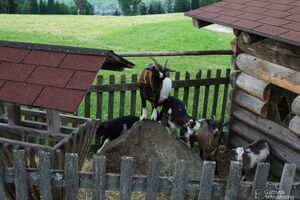 Aignerhof petersberg 6839.jpg