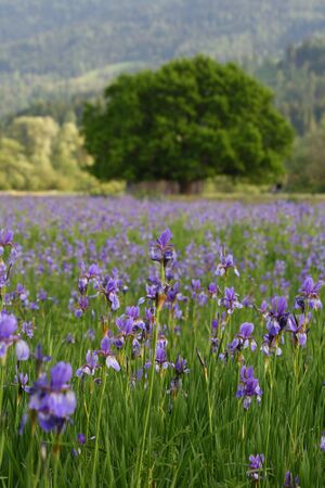 Enns-Altarme Niederstuttern 58409 2014-05-21.jpg