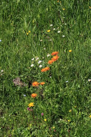 Gumpental 49664 2017-06-09.jpg