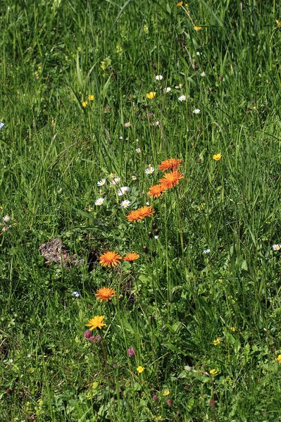 Datei:Gumpental 49664 2017-06-09.jpg