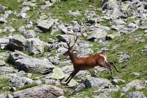 Hirsche fürstkar 1341 13-07-13.jpg