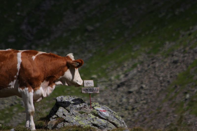 Datei:Oberer lanschitzsee 98075 2011-08-12.jpg