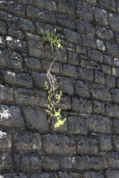 Datei:Ramsauer strasse 67099 2014-08-02.jpg