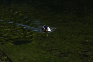 Toplitzsee 77785 2014-11-03.jpg