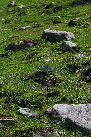 Frühlingsenzian-brandriedel 90716 2008-06-02.jpg