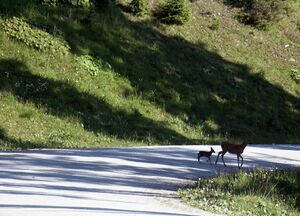 Guschen 2473 2002-06-26.jpg