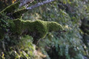 Moosbär-talbachklamm 7455 2009-09-29.jpg