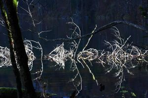 Toplitzsee 77779 2014-11-03.jpg