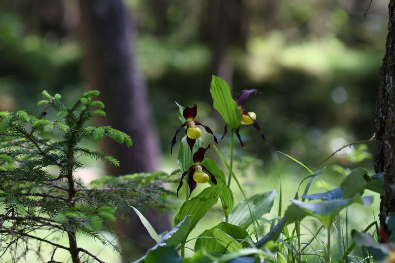 Datei:Frauenschuh 2347 2011-05-26.jpg