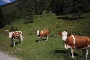 Gumpental 49554 2017-06-09.jpg