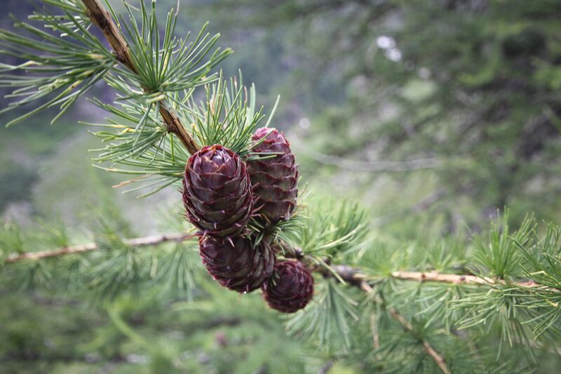 Datei:Lärche tuchmoarkar 79677 2018-07-04.jpg