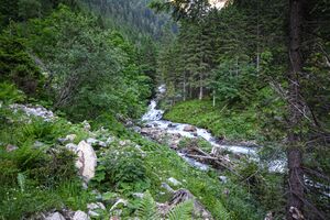 Putzentalbach kleinsölk 4955 13-06-20.jpg