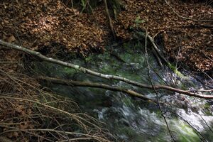 Strummern mühlreith 47237 2017-05-17.jpg