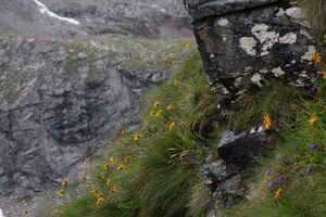 Wildkar 2277 2009-07-25.jpg