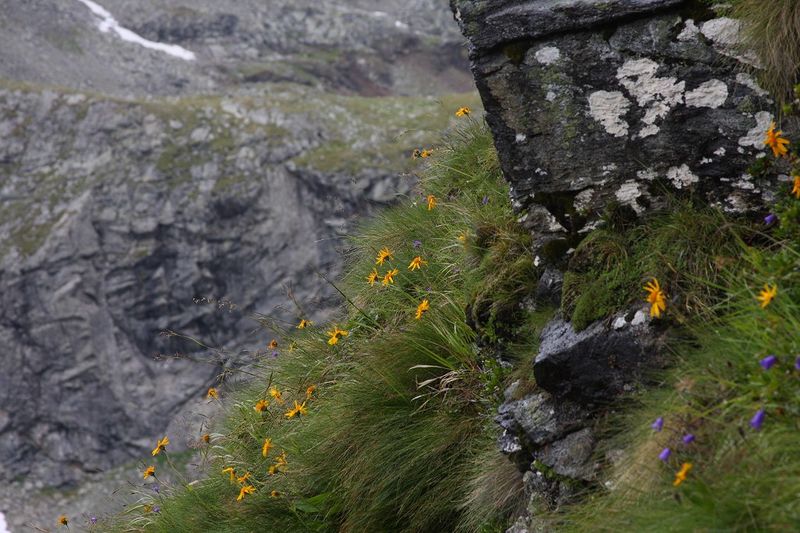 Datei:Wildkar 2277 2009-07-25.jpg