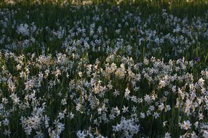 Feuchtwiesen trautenfels6016.jpg