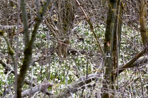 Frühlingsknoten trautenfels-0158-2023-03-10.jpg