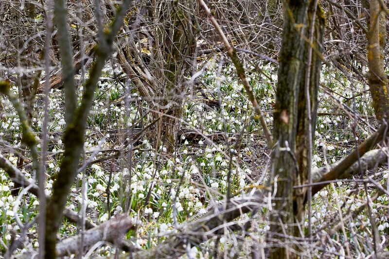 Datei:Frühlingsknoten trautenfels-0158-2023-03-10.jpg