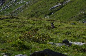 Herzmaierkar 32499 2011-07-06.jpg