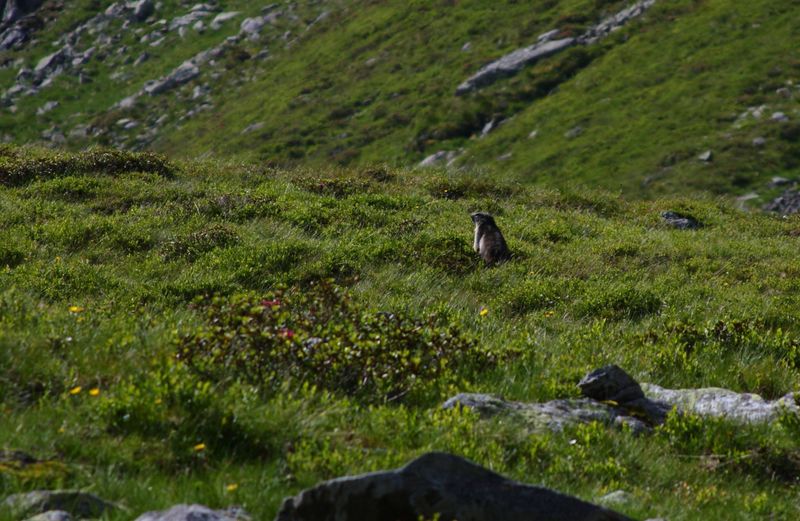 Datei:Herzmaierkar 32499 2011-07-06.jpg