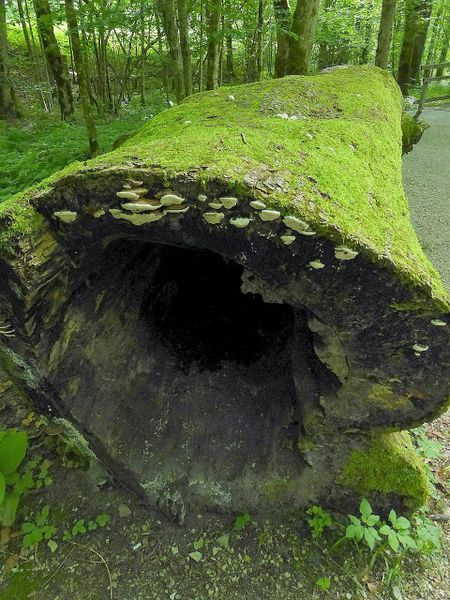 Datei:Lettmair Au45.JPG