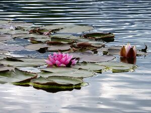 Stiftsgarten Admont40800.JPG
