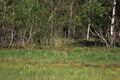 Wörschacher Moor 48333 2017-05-26.jpg