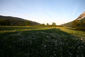 Feuchtwiesen trautenfels6043.jpg