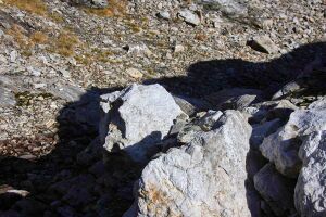 Goldlacken 0253 2013-10-08.jpg