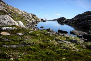 Goldlacken 0316 2013-10-08.jpg