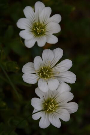 Im wildkar 23691 2008-06-26.jpg