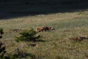 Rotfuchs sabinkar 90298 2015-06-08.jpg