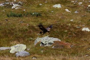 Adler-großsölk 1385 2013-09-25.jpg