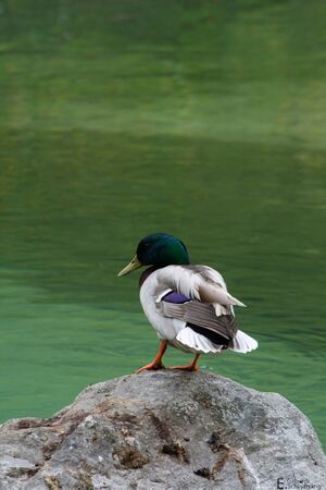 PreuneggbachIMG 8685.jpg