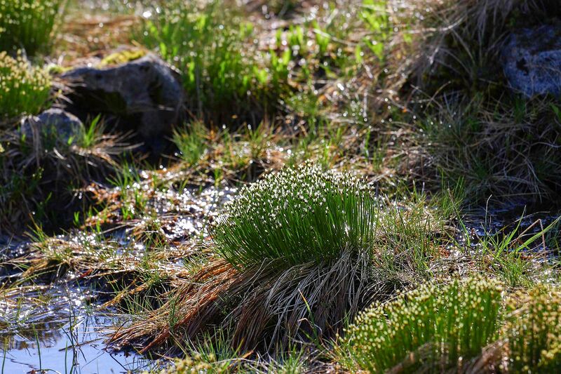 Datei:Sabinkar 89913 2015-06-08.jpg