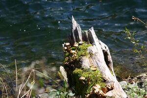 Schwarzensee kleinsölk 72584 2014-09-17.jpg