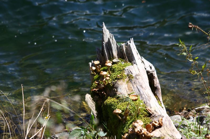 Datei:Schwarzensee kleinsölk 72584 2014-09-17.jpg