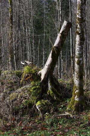 Altaussee seewiese 79066 2014-11-15.jpg