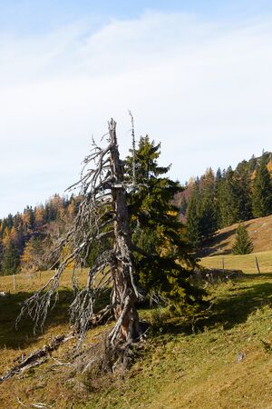 Forchneralm-0044-2021-10-31.jpg
