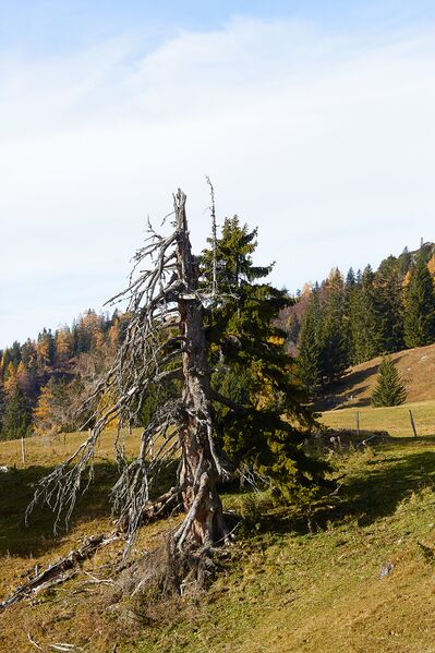 Datei:Forchneralm-0044-2021-10-31.jpg