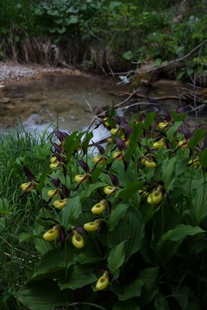 Frauenschuh 2310 2011-05-26.jpg