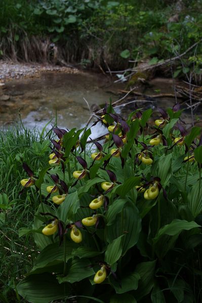 Datei:Frauenschuh 2310 2011-05-26.jpg