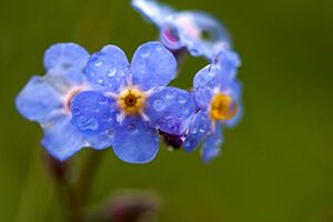 Giglach 10324 2011-07-21.jpg