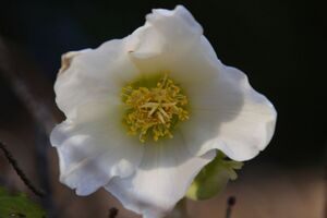 Schneerose 90780 2008-02-23.jpg