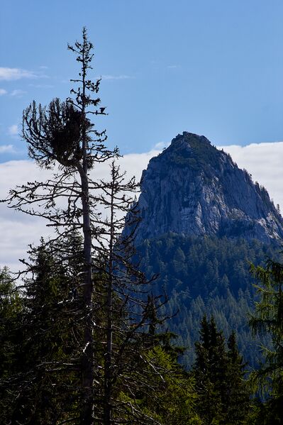 Datei:4 kammfichten nr968-3101-2021-08-03-2.jpg