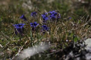 Enzian sattental 46088 2017-05-19.jpg